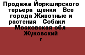 Продажа Йоркширского терьера, щенки - Все города Животные и растения » Собаки   . Московская обл.,Жуковский г.